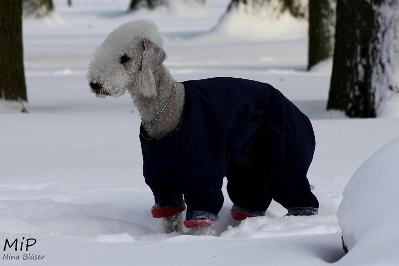 2010-12-25 Airis Blue Volshebny Svet (15).jpg